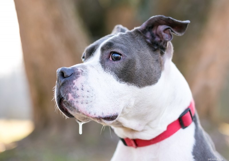 7 Medical Reasons for Excessive Drooling in Dogs