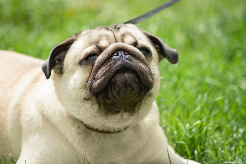 Dog Congestion Explained: 9 Common Causes and How to Help