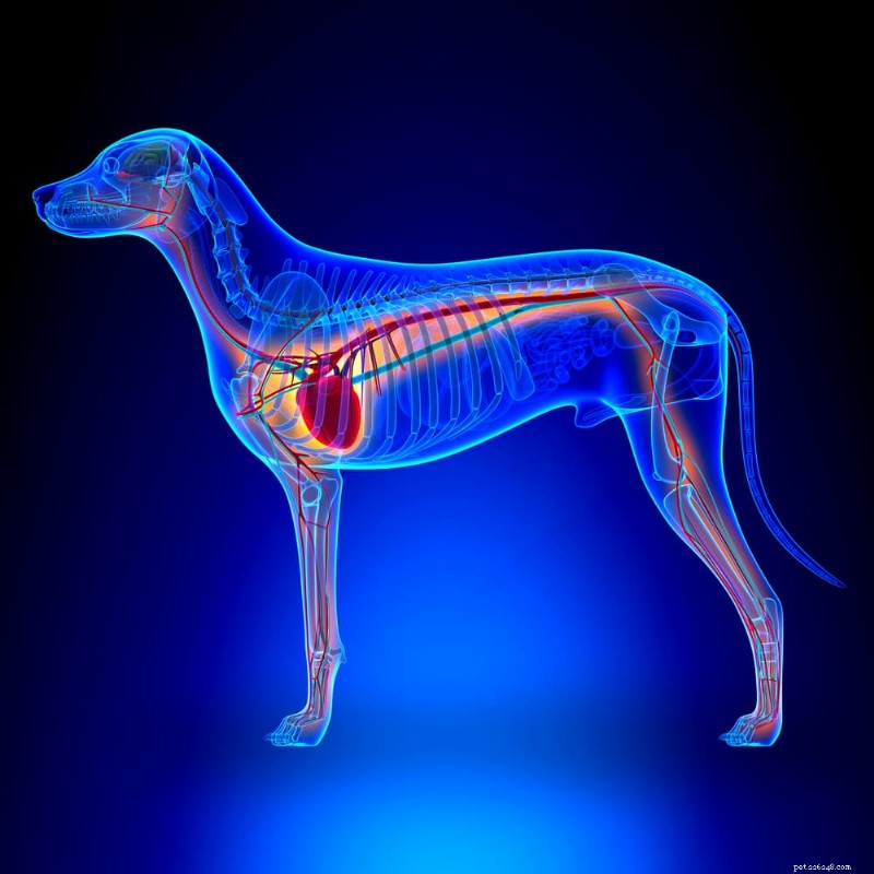 Where Is Your Dog’s Heart? A Professional Guide to Canine Heart Anatomy