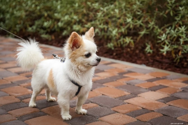 Where Is Your Dog’s Heart? A Professional Guide to Canine Heart Anatomy