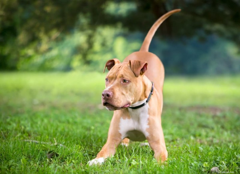 Understanding Happy Tail Syndrome: Causes, Symptoms, and Care for Dogs and Puppies