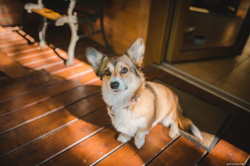 TPLO Surgery for Dogs: Cost Breakdown, Procedure Details, and Recovery Expectations