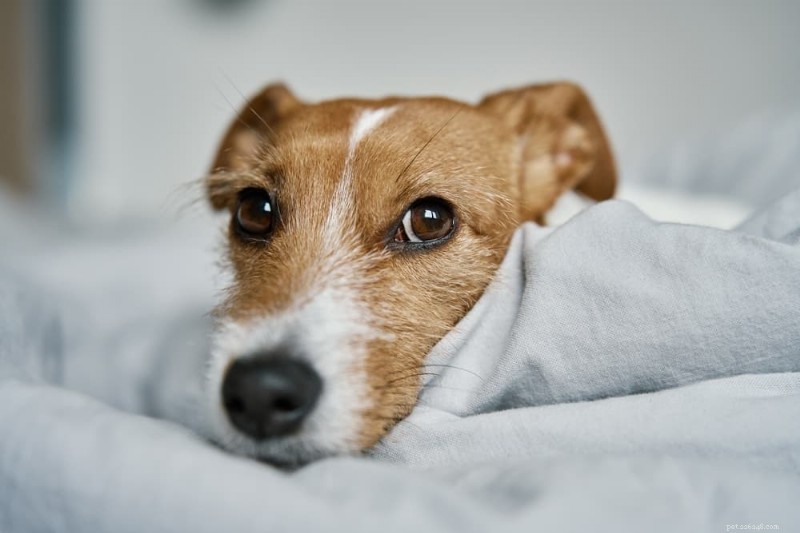 TPLO Surgery for Dogs: Cost Breakdown, Procedure Details, and Recovery Expectations