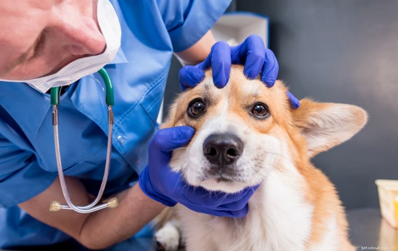 Understanding Dog Eye Allergies: Symptoms, Causes, and Effective Treatments