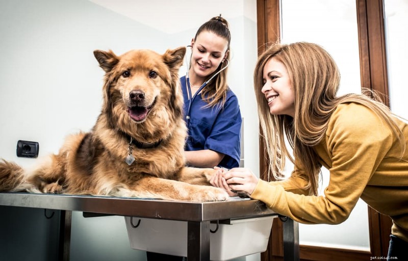Dog Heart Rate: What Is Normal and How to Monitor It