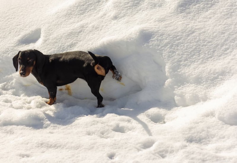 Hematuria in Dogs: 6 Common Causes & How to Respond