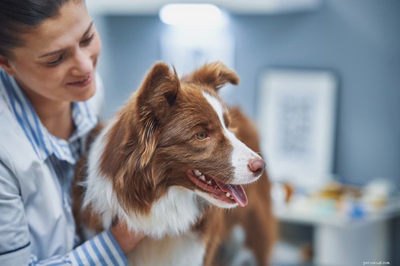 Hematuria in Dogs: 6 Common Causes & How to Respond