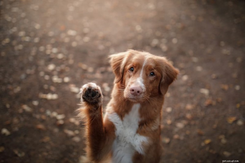 Dog Paw Care Guide: Anatomy, Maintenance, and Protection Tips