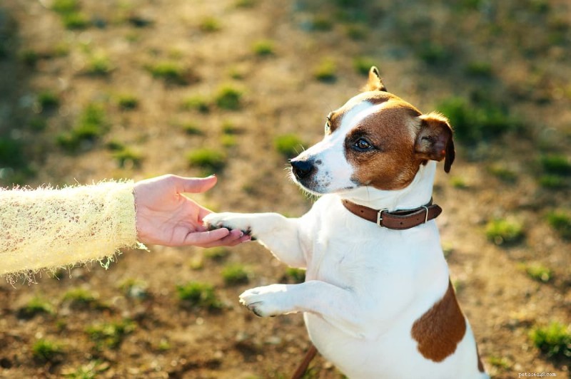 Dog Paw Care Guide: Anatomy, Maintenance, and Protection Tips