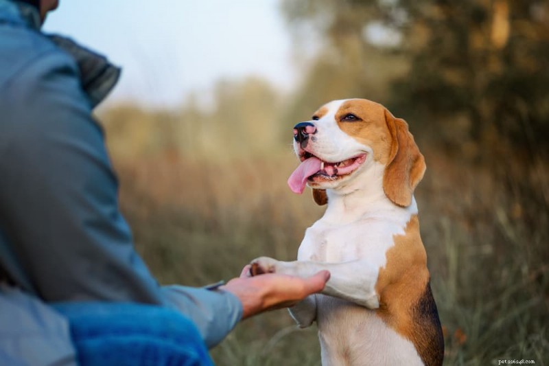 Dog Paw Care Guide: Anatomy, Maintenance, and Protection Tips