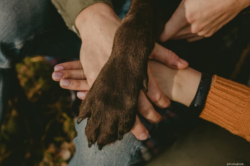 Dog Paw Care Guide: Anatomy, Maintenance, and Protection Tips