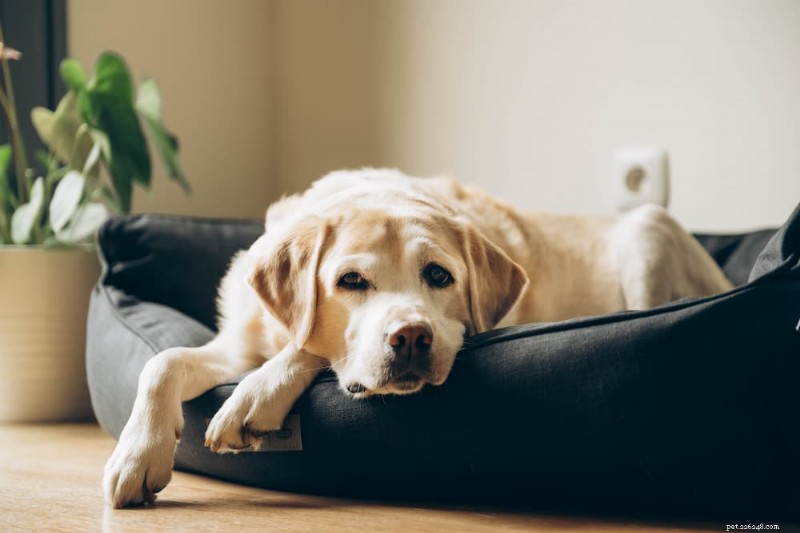 Dog Paw Care Guide: Anatomy, Maintenance, and Protection Tips