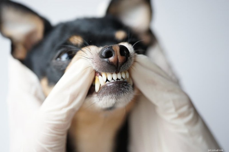 Dog Teeth Cleaning: Steps, Costs & How to Keep Your Pup’s Smile Healthy