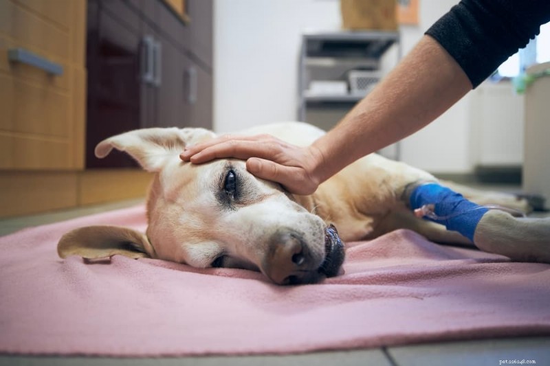 12 Critical Signs of a Dog Stroke – How to Spot and Respond