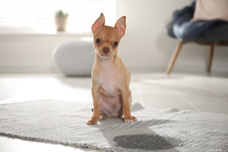 8 Red Flags: Urinary Tract Infection Symptoms in Dogs You Must Recognize