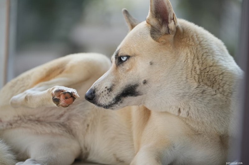 Dog Paw Infections: Causes, Symptoms, and Effective Treatments