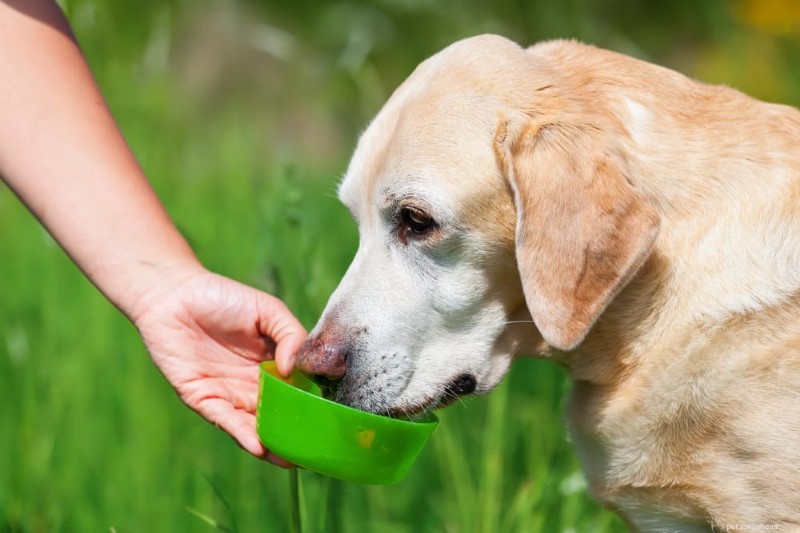 14 Key Symptoms of Cushing’s Disease in Dogs: Spot Early Signs
