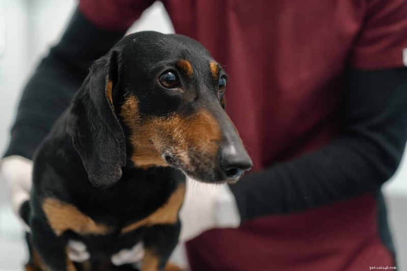 14 Key Symptoms of Cushing’s Disease in Dogs: Spot Early Signs