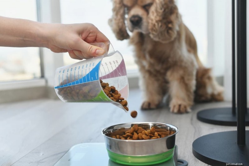 How to Spot an Overweight Dog: 7 Essential Signs