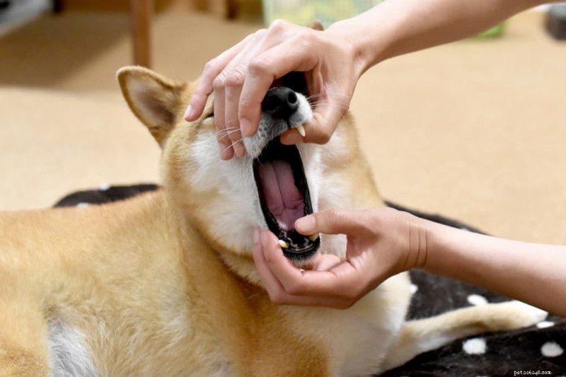 Master the Art of Giving Your Dog a Pill: Proven Techniques & Tips