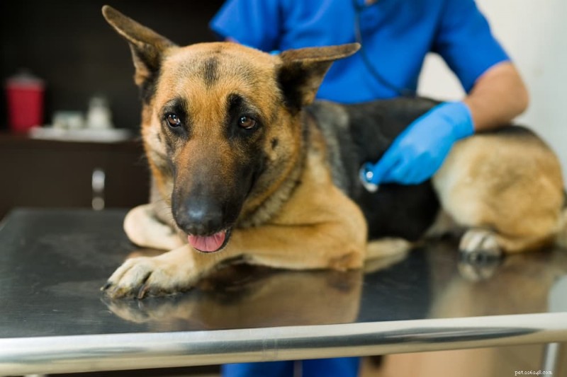 Bone Cancer in Dogs: Symptoms, Causes, and Treatment Options