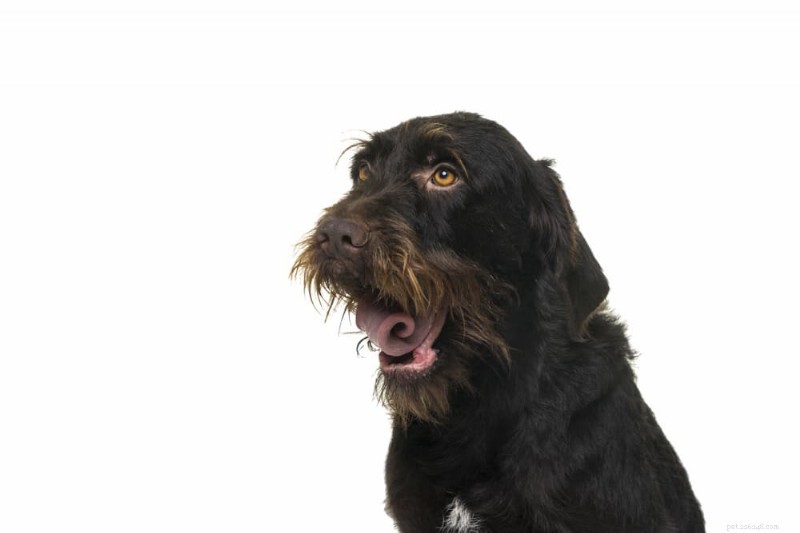 Understanding Dog Wheezing: Symptoms, Causes, and Treatment Options