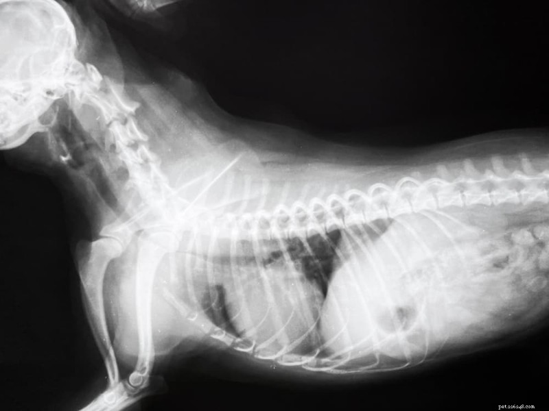 Understanding Dog Wheezing: Symptoms, Causes, and Treatment Options