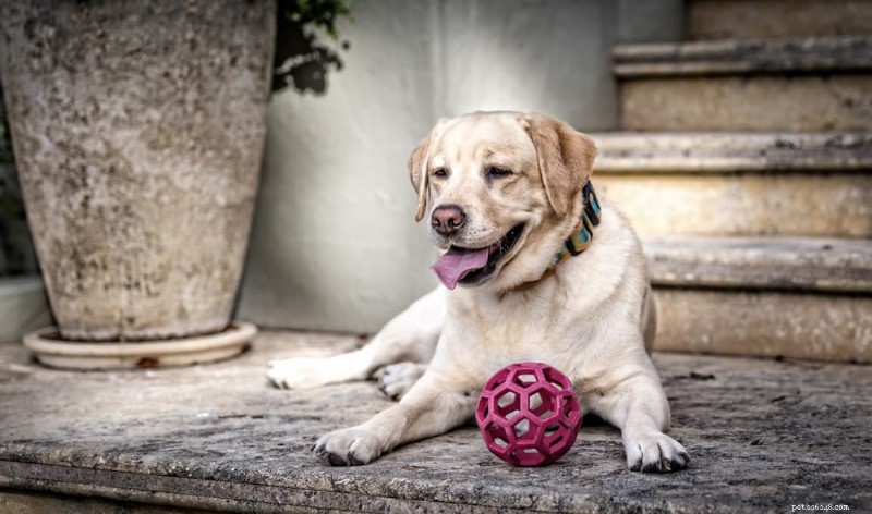 Effective Dog Pain Relief: Proven Medications & Care Tips