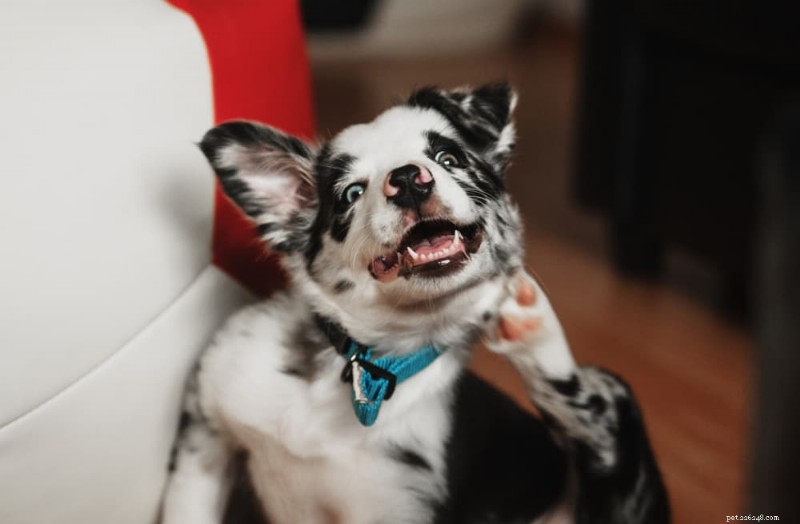 What Causes Excessive Itching in Dogs? Understanding Symptoms & Solutions