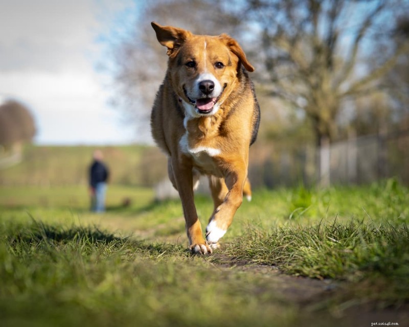 Fast & Safe Ways to Help Your Dog Poop: 6 Proven Techniques