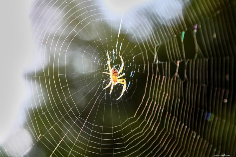 How to Spot and Respond to Spider Bites on Dogs