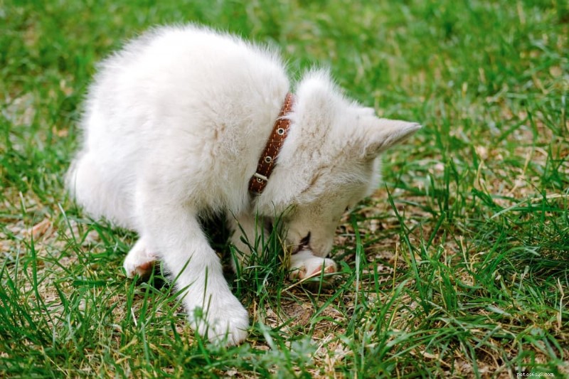 How to Spot and Respond to Spider Bites on Dogs