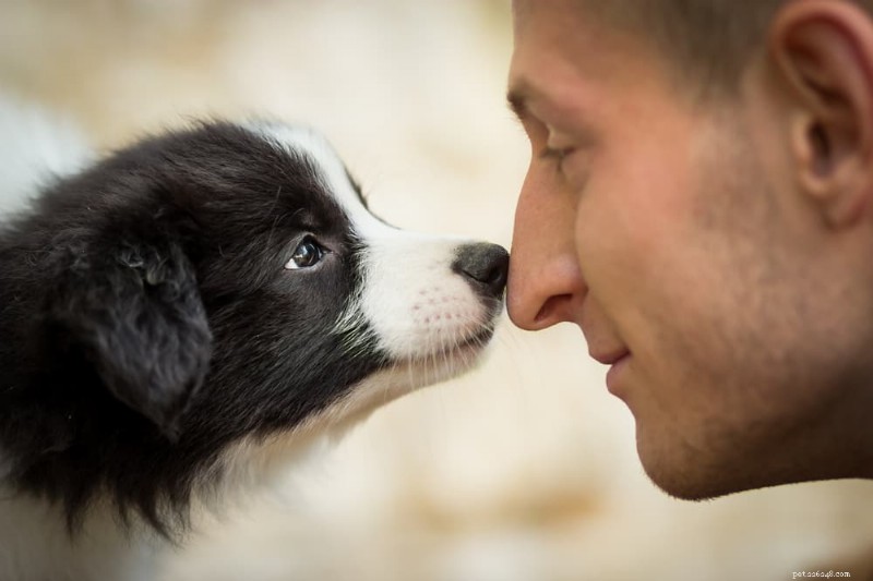 What Does a Warm Dog Nose Really Signify? Decoding Your Pet’s Health