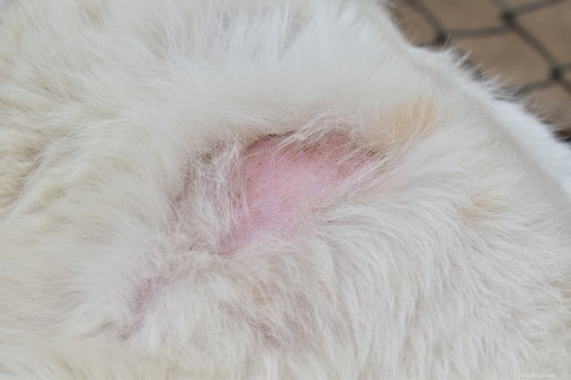 Understanding Dog Hair Loss: 11 Causes & Practical Solutions