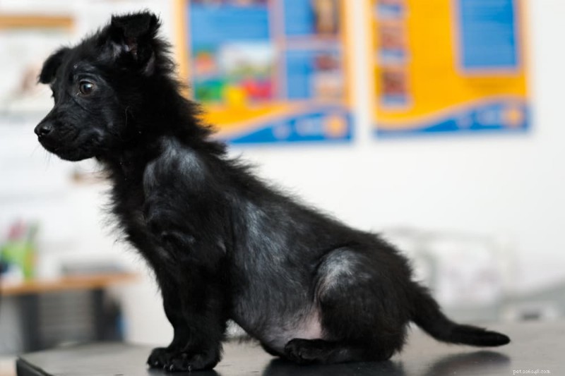 Understanding Dog Hair Loss: 11 Causes & Practical Solutions