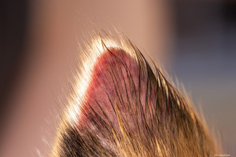 Understanding Dog Hair Loss: 11 Causes & Practical Solutions