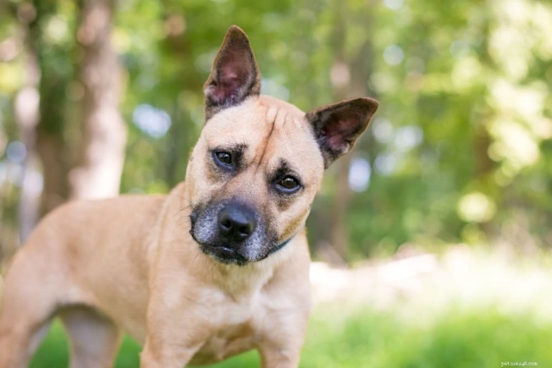 What to Do If Your Dog Consumes Marijuana: Signs, Prevention, and Veterinary Care