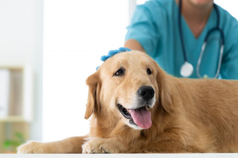 What to Do If Your Dog Consumes Marijuana: Signs, Prevention, and Veterinary Care