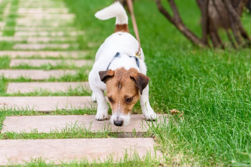 What to Do If Your Dog Consumes Marijuana: Signs, Prevention, and Veterinary Care