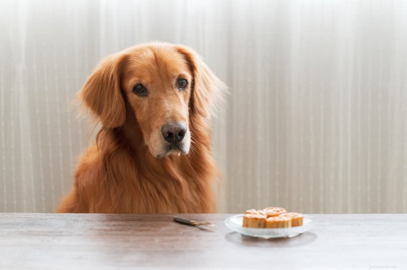 Golden Retriever Ingests Thanksgiving Bread Rolls, Owner Urges Pet Parents to Prevent Similar Incident