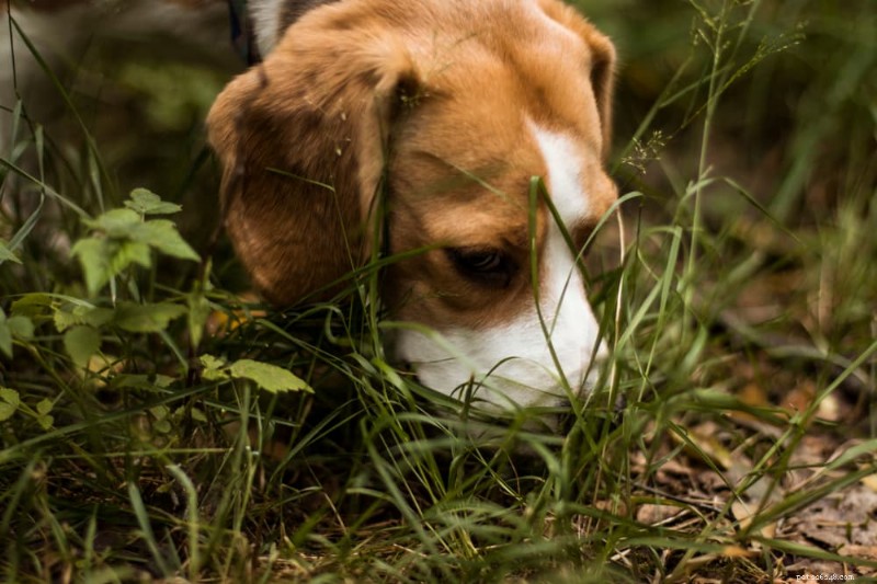 Understanding Canine Pneumonia: Types, Symptoms, and Expert Treatment Tips
