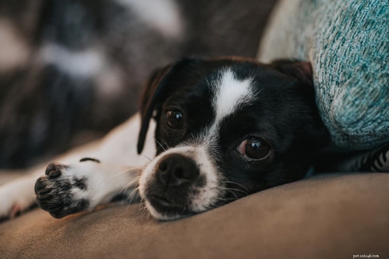 Understanding Canine Pneumonia: Types, Symptoms, and Expert Treatment Tips