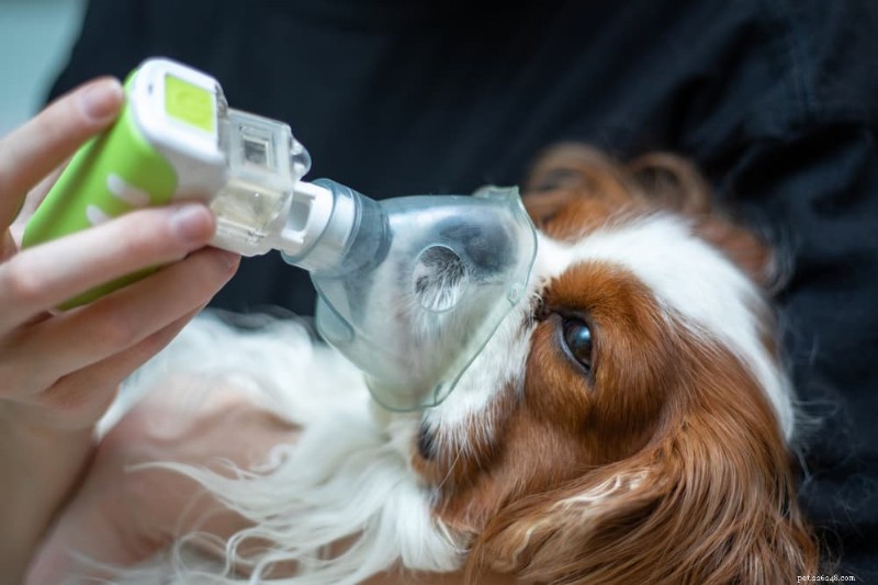 Understanding Canine Pneumonia: Types, Symptoms, and Expert Treatment Tips