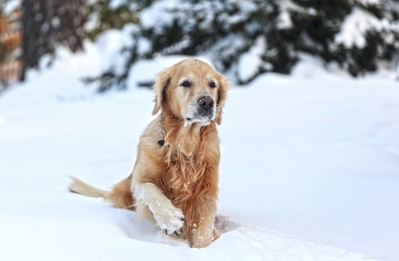 Dog Frostbite: 7 Critical Signs and Proven Prevention Strategies