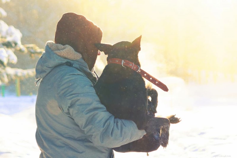 Dog Frostbite: 7 Critical Signs and Proven Prevention Strategies