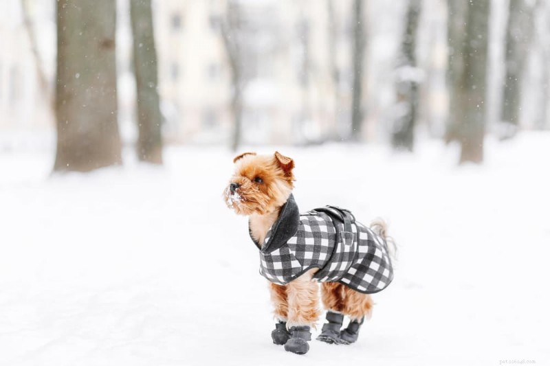 Dog Frostbite: 7 Critical Signs and Proven Prevention Strategies