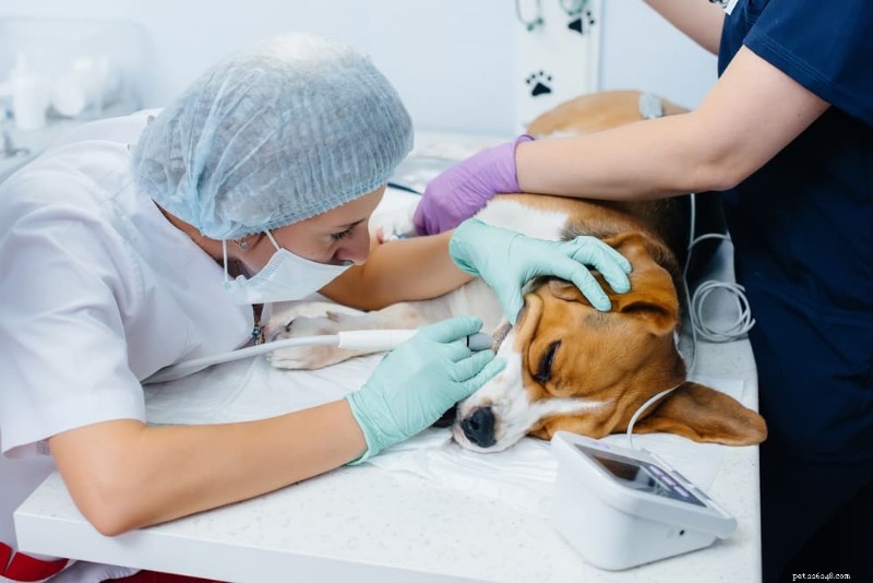 Common Dog Dental Problems: Causes, Symptoms, and Solutions