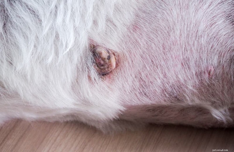 Understanding Dog Skin Cancer: Types, Symptoms, and Treatment Options
