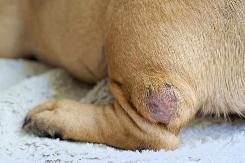 Detecting Canine Cancer Early: Key Warning Signs for Pet Owners
