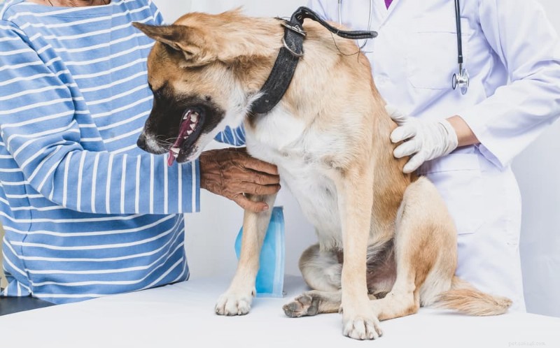 Detecting Canine Cancer Early: Key Warning Signs for Pet Owners